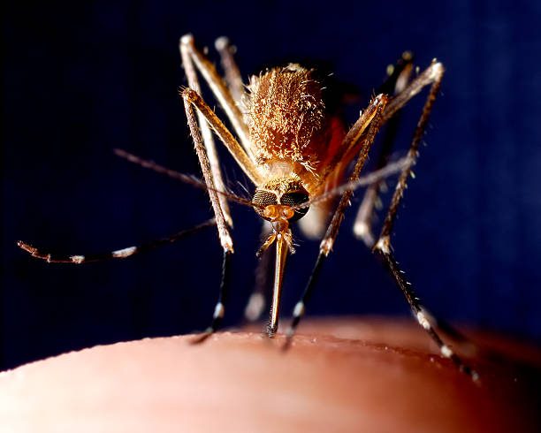 Dedetização aedes aegypti