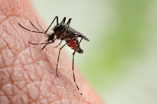 Dedetização para dengue em São Gonçalo