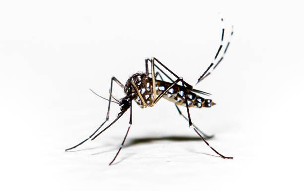 Dedetização mosquito da dengue