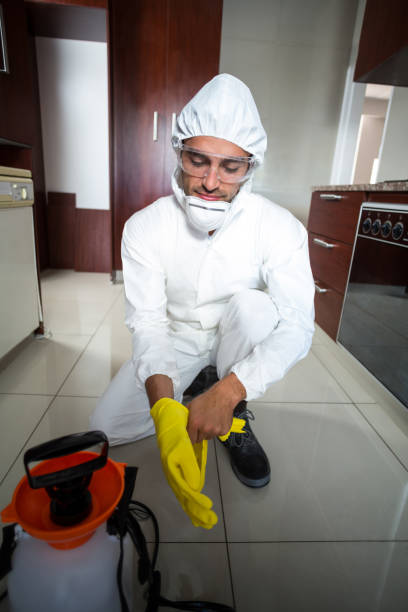 Dedetizadora de formigas em apartamentos